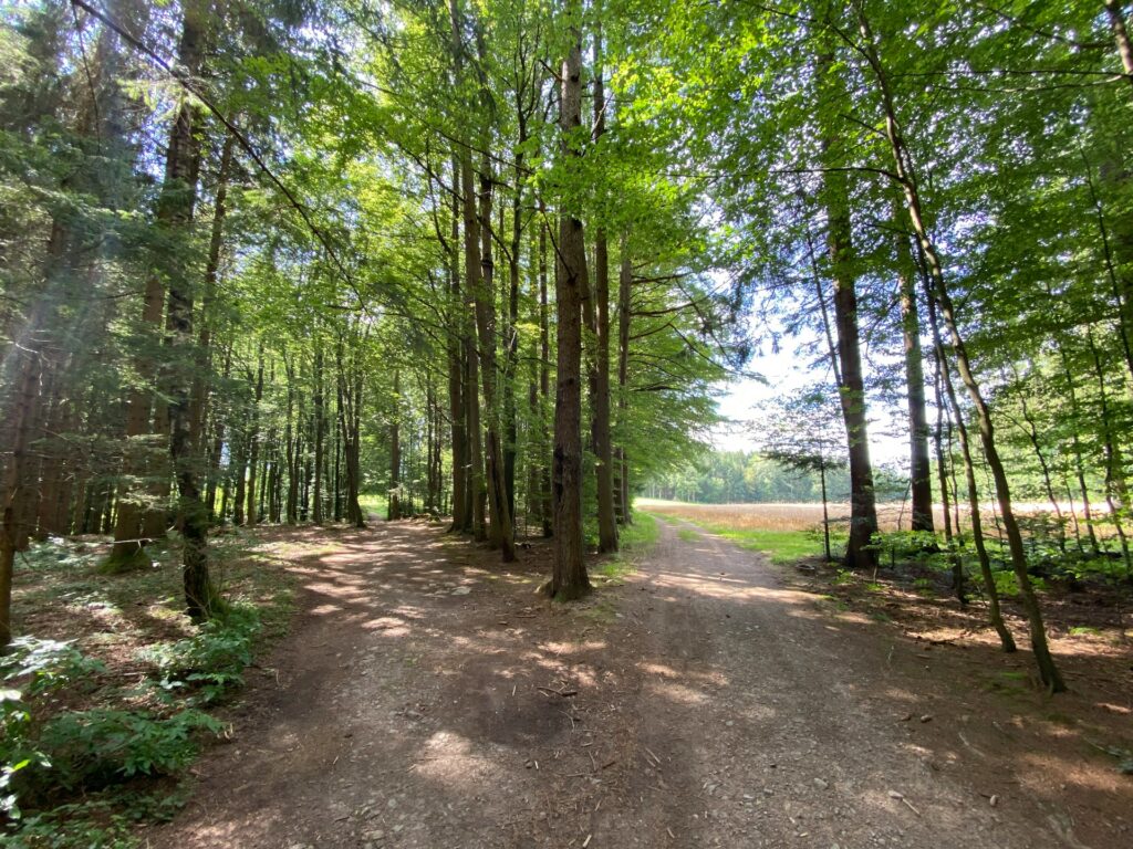 Sonniger Waldweg zwischen hohen Buchen und Tannen, am Rand ein offenes Feld